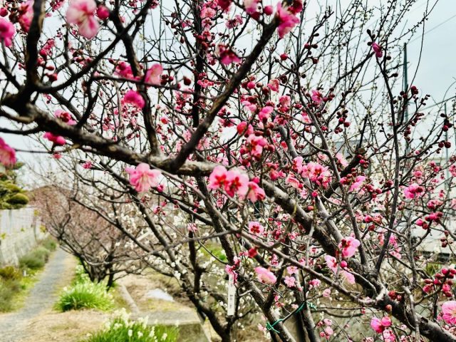 【箕面市】2026年「箕川 観梅ウィーク」はじまりました⭐︎