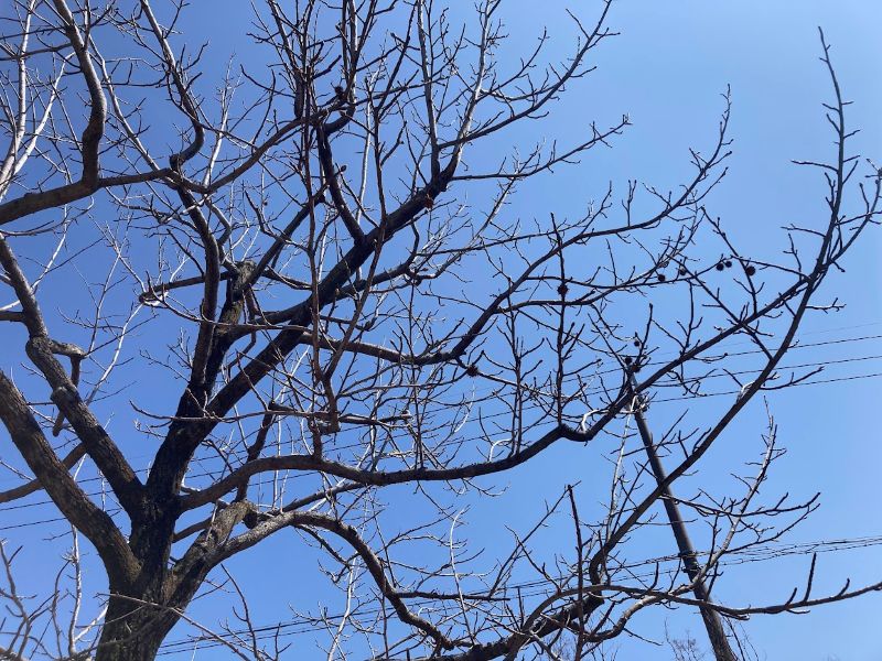 今回桜通りでわたしが見たのは、梅ではなく…エノキでしょうか?