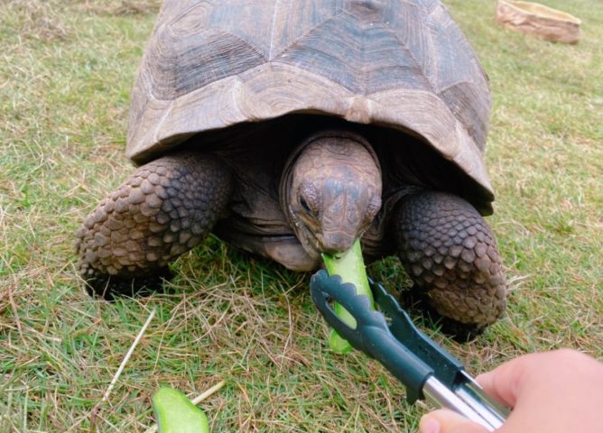 【流山市】2/7(土)スターツおおたかの森ホールが動物園に！？  まちの動物園・2周年記念ふれあいイベント開催！