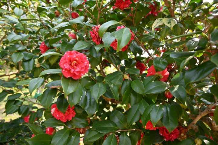 【吹田市】3月8日（日）まで万博記念公園で「つばき祭」が開催中！