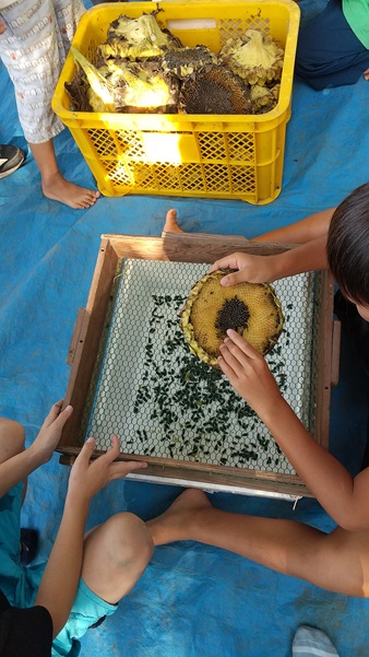 ヒマワリを収穫してヒマワリ油を作りました。貴重な経験です。