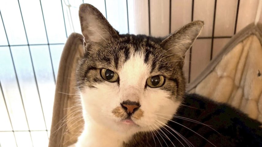 【流山市】【柏市】2026年3月のねこ情報～3/7(土),14(土),28(土) 保護猫譲渡会 by NPO法人にゃん2