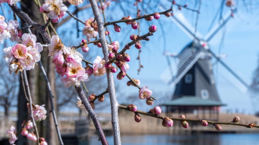 【柏市】ジモト風景 〜「梅の香りでつながる風景」 あけぼの山から布施弁天へ〜