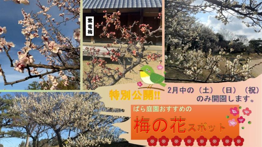 【浜寺公園】2月の土日祝限定！ばら庭園で梅の花が特別公開されます！