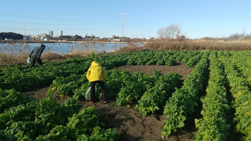 【我孫子市】NPO法人 手賀沼トラスト◆2026年度 里山農教室受講者募集