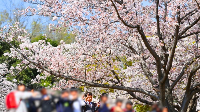 【豊中市】千里中央公園の桜の見頃はいつ？実際に見てきました！ランドセル撮影にも人気