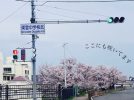 【茨木市】桜のみちを通っていたら気づいた、安威川愛にあふれるメッセージ