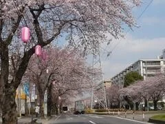 六実桜まつり