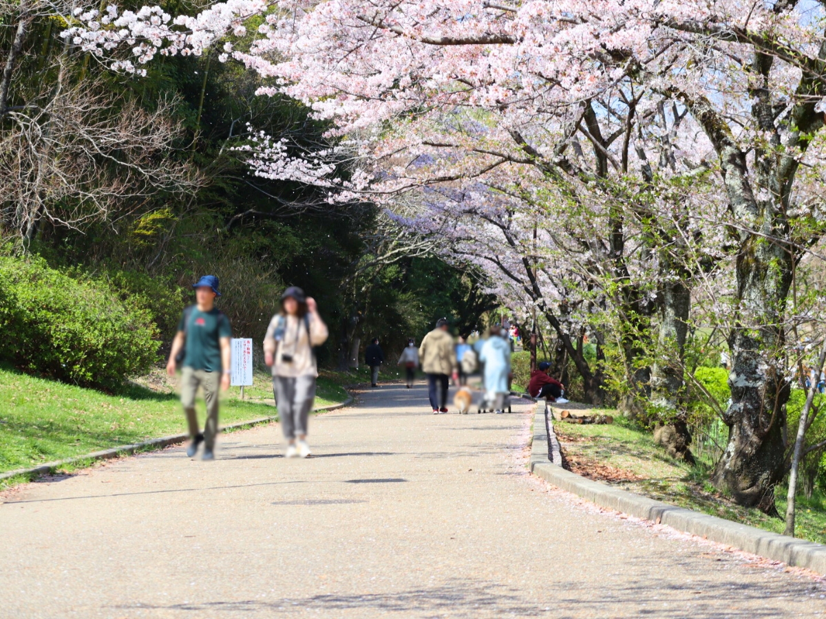 例年、見頃は3月末から4月初め。何気ない景色も、この季節だけは少し特別に感じます。