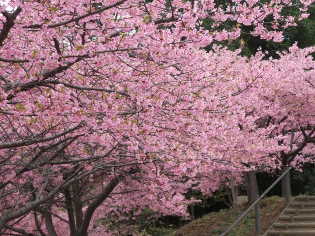 【柏市】松ヶ崎城跡の河津桜が見頃を迎えています！