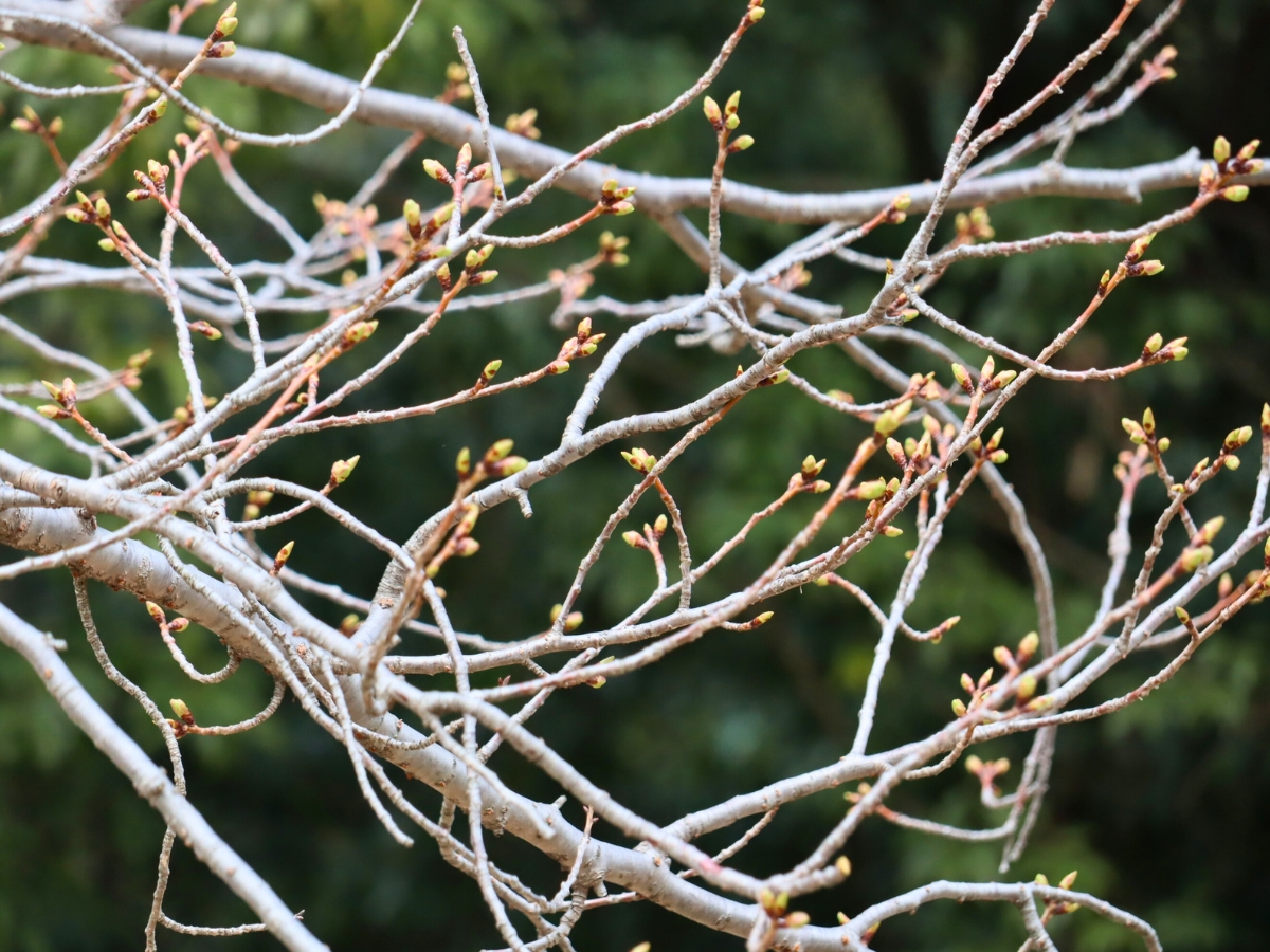 2026年3月15日撮影。蕾がふくらみ、開花までもう少しという印象でした。