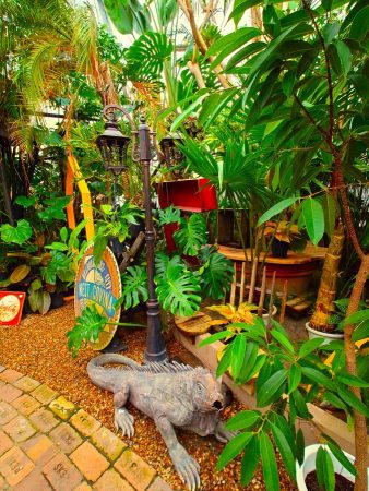 熱帯植物園のような観賞植物たち