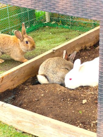 3匹のうさぎ、茶色の丸いしっぽとおしり