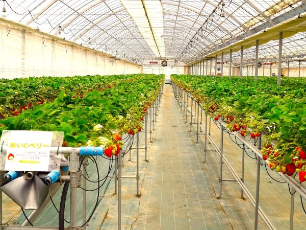 いちご狩り、ビニールハウスの中の並んだいちごたち