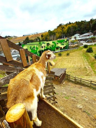 空を見つめる１匹のヤギ