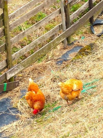 2匹の鶏、赤いとさかとふんわりおしり