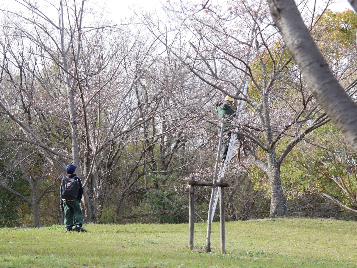 2025年3月31日撮影。桜の剪定作業を見ることができました。