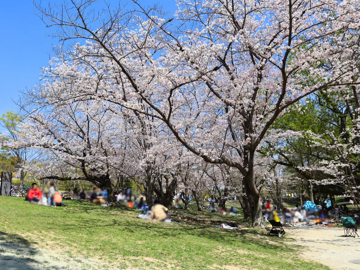 広い芝生エリアでは、レジャーシートを広げてお花見を楽しめます。