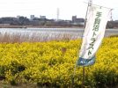 【我孫子市】2026年3月19日(木)-22(日)「菜の花畑散策と頭の体操」開催 by 手賀沼トラスト