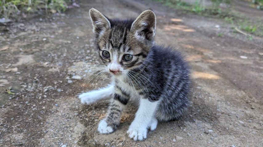 【流山市】【柏市】2026年4月のねこ情報～4/4(土),11(土),25(土) 保護猫譲渡会 by NPO法人にゃん2
