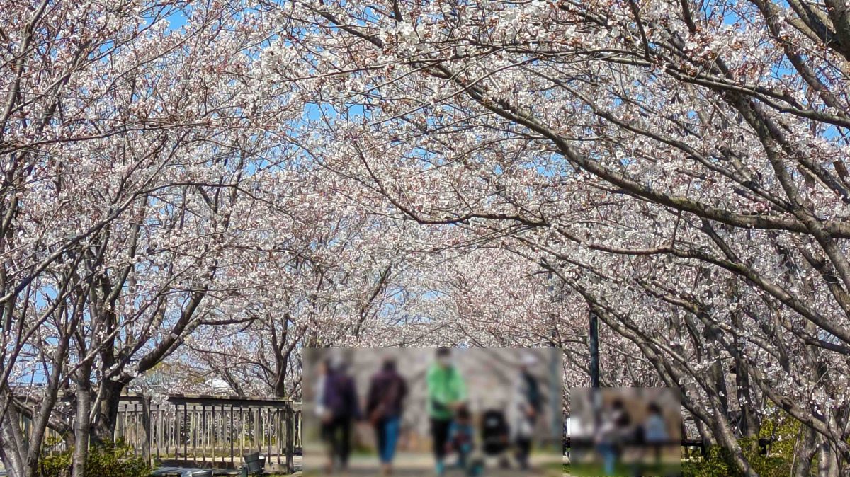 【我孫子市】竹灯籠が幻想的！「あびこ桜まつり2026」開催！手賀沼遊歩道では桜のトンネル、夜はライトアップも！