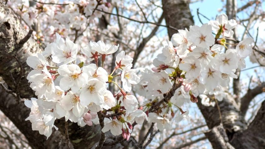 【柏市】2026年3月20日(金・祝)～4月5日(日)「大堀川沿いの小さな桜まつり」開催！～高田緑地と柏ふるさと公園～