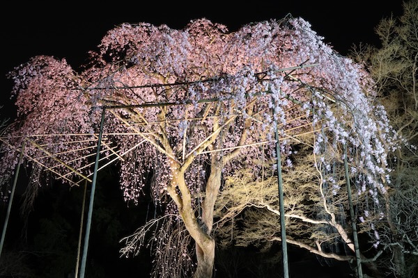 夜桜