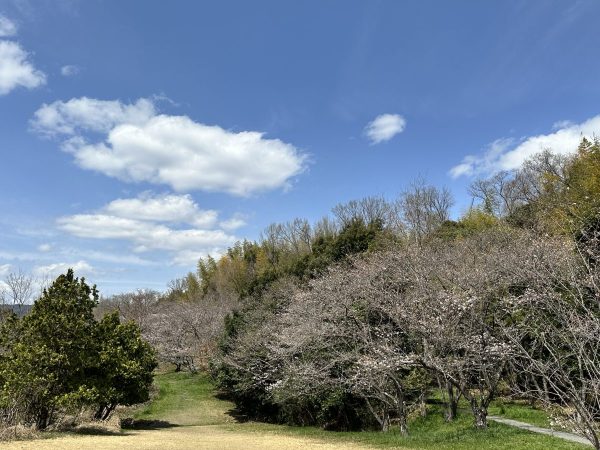 2025.3/29千里北公園