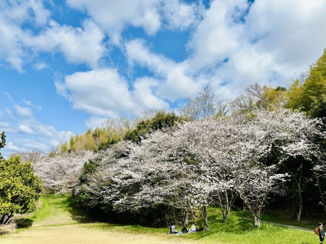 【北摂】ご近所の隠れた桜の名所、自然に囲まれゆっくりお花見できるスポットあります！