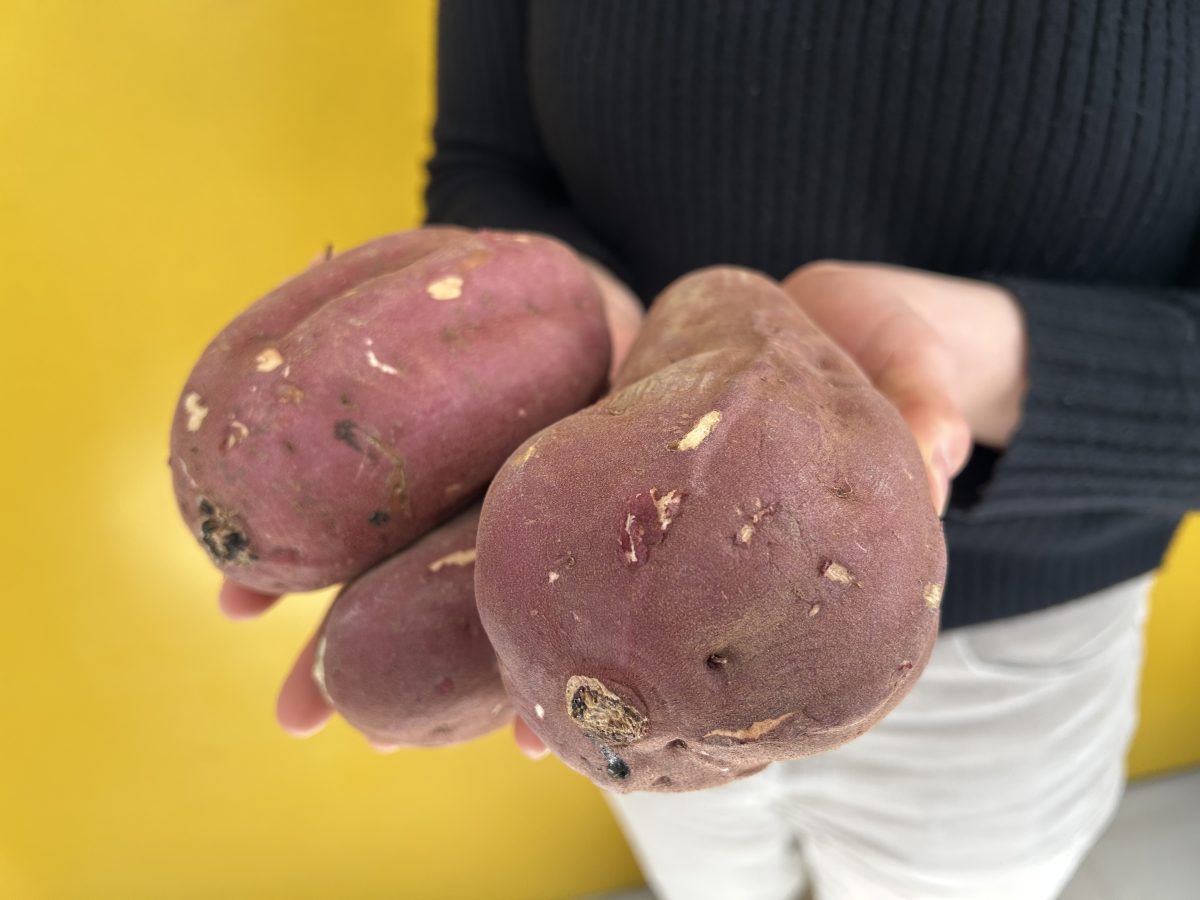 北海道から種子島まで全国のサツマイモを食べ比べ研究  サツマイモ愛が溢れます
