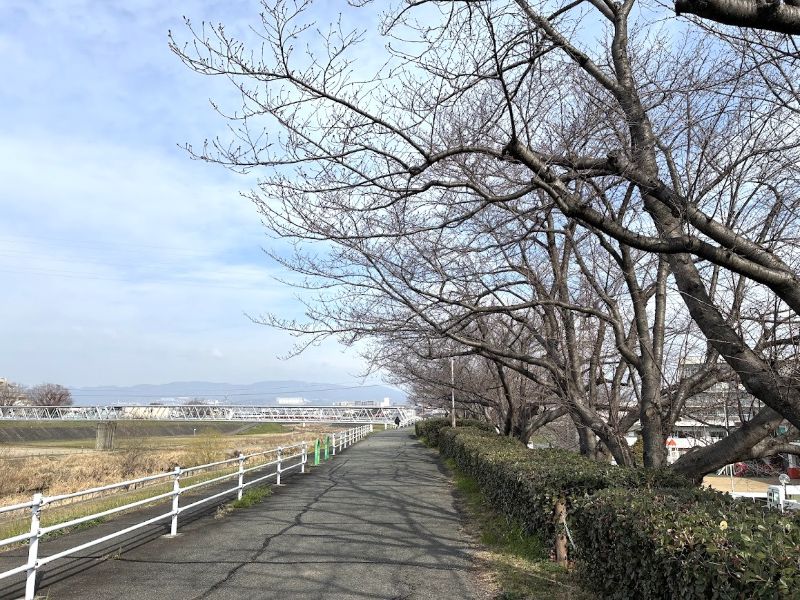 ちなみに逆方向の北へ向かうと、河川敷にも桜。