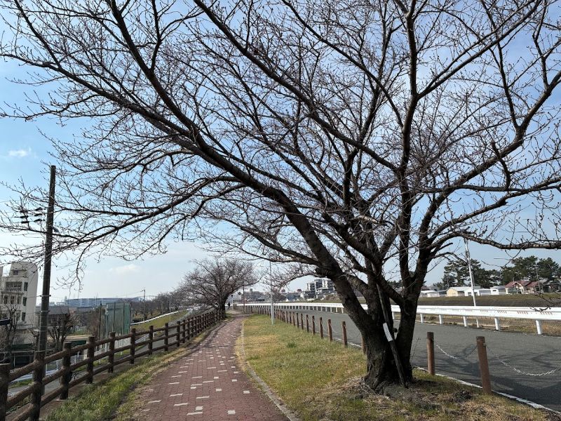 3月20日頃、まだ桜は咲いていません