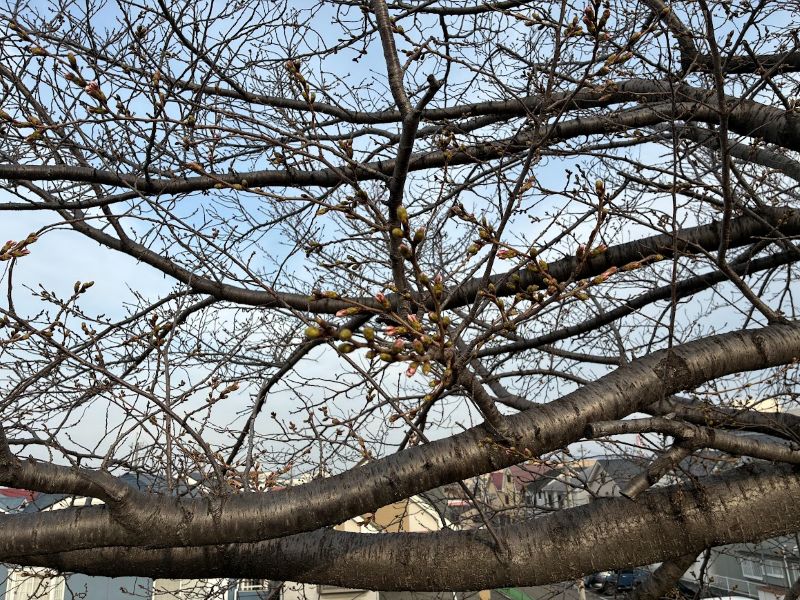 訪れたときはまだでしたが、そろそろ咲いているかも♪