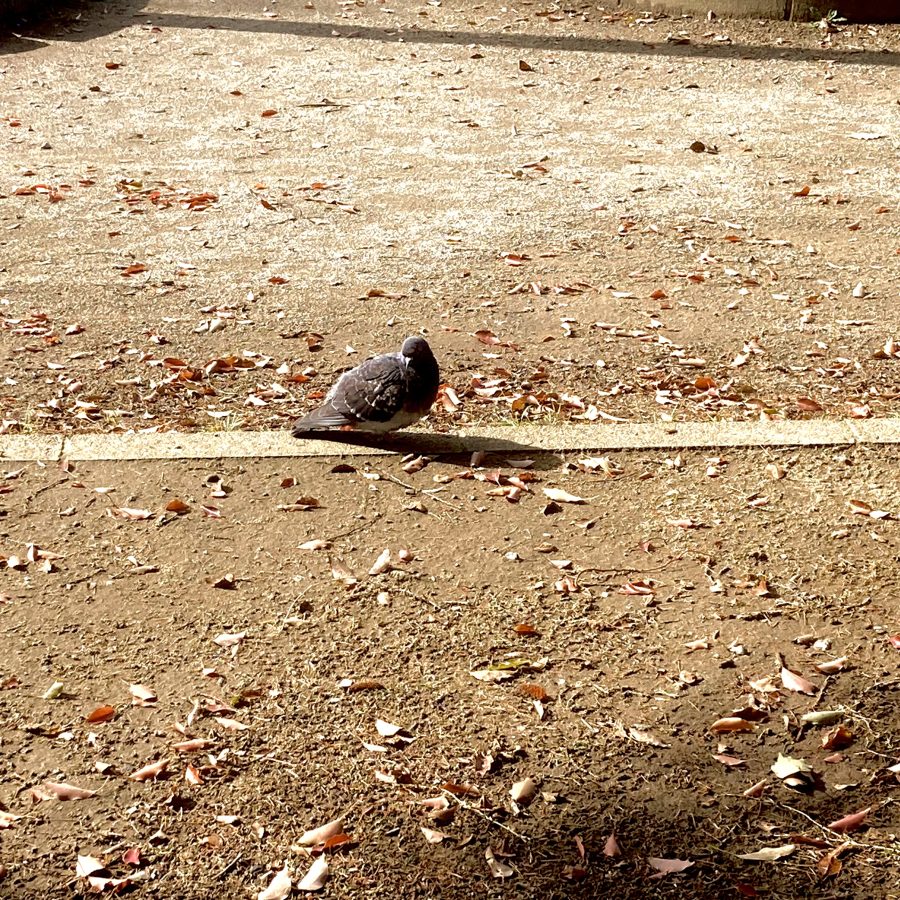 日向ぼっこしている鳩さんもたくさんいました♩