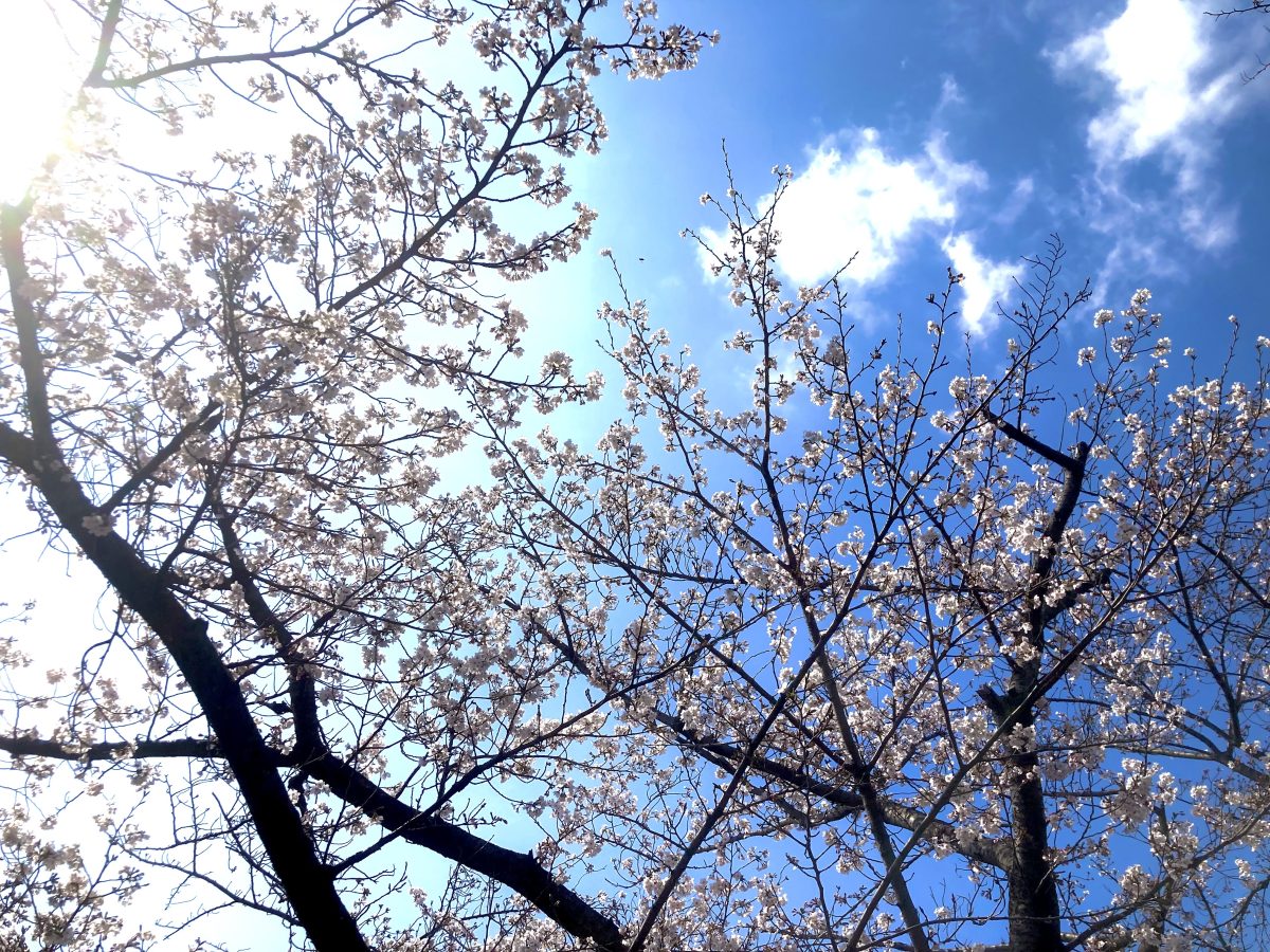 天気も良く気持ちいい