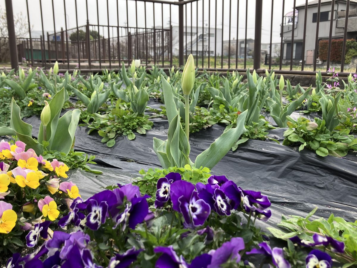 訪れたとき(3月30日)は、ほとんどのチューリップがつぼみでした。4月4日(土)にチューリップフェスタもあるそうです。