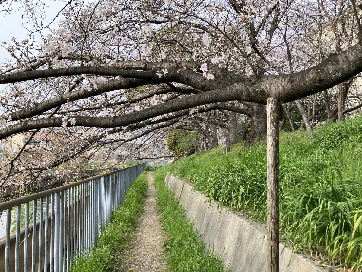川の方に向かって伸びる桜の枝を棒で支えている木が数本ありました。頭に当たりそうな高さに枝があり桜を間近で見れますよ。