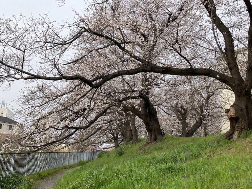 日当たりの良い場所の桜は満開近く咲いている木もありました。