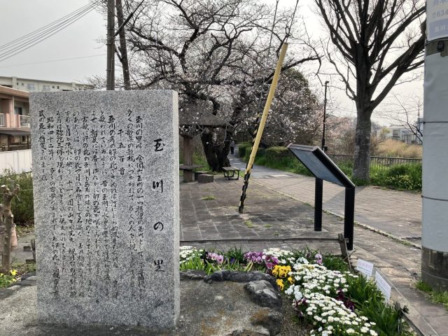 【高槻市】〝桜並木〟玉川の里〜西面（さいめ）大橋西ノ川北広場を歩いてみました