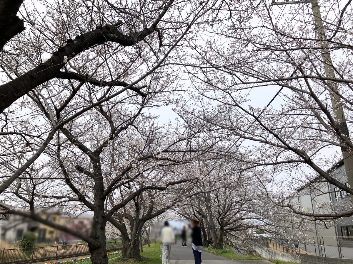 この場所も桜はトンネルのようになっています。桜の花を見るのも通るのもウキウキします。