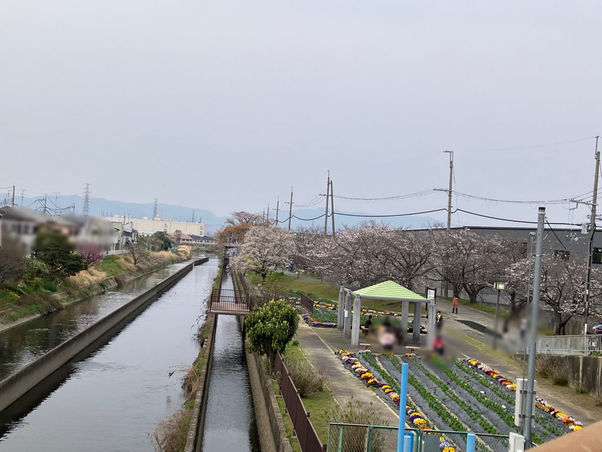 高槻の桜の名所をゆっくり散策してみてはいかがでしょうか？