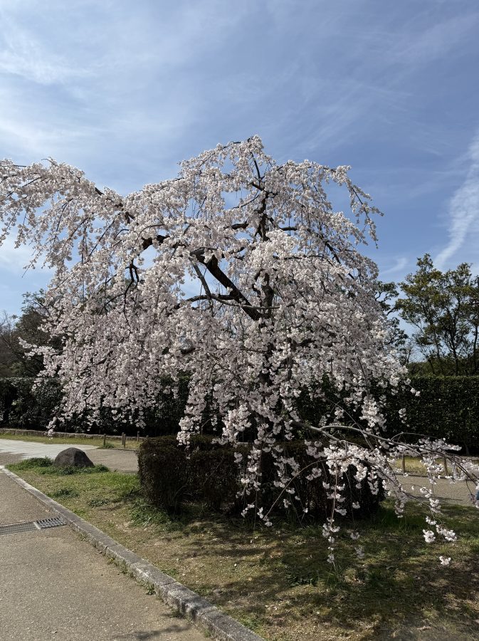 2026年3月24日（火）撮影　大仙公園　桜
