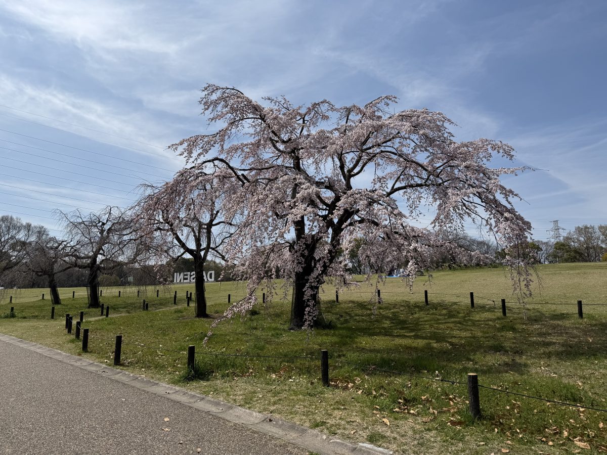 3月24日撮影　しだれ桜は結構どれも満開が早い気がする〜
