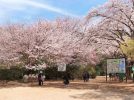 【野田市】清水公園さくらまつり2026｜3月14日(土)〜4月5日(日)開催
