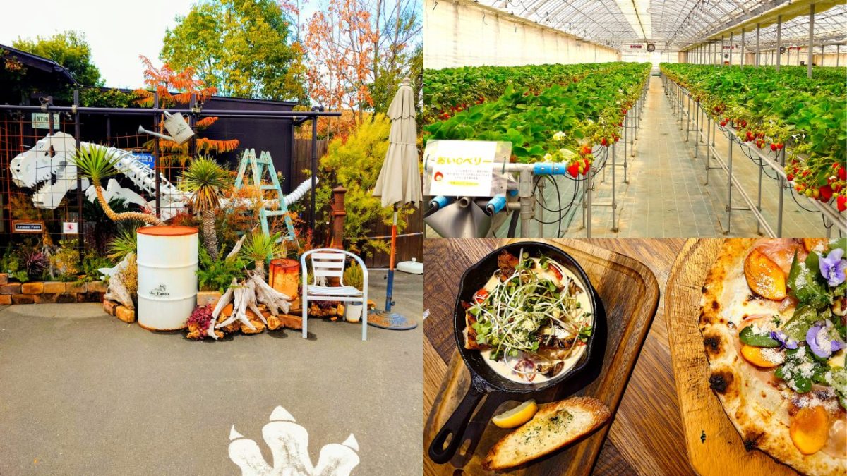 【茨木市】家族で1日楽しめるザファームユニバーサル