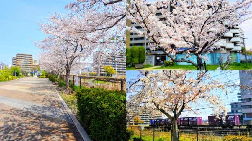 【茨木市】JR茨木と阪急茨木市駅のまち歩きで桜を満喫♪
