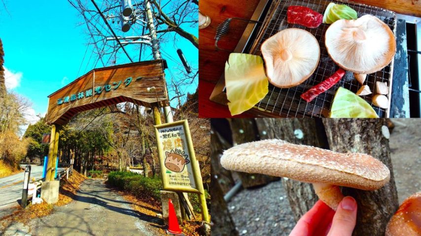 【高槻市】雨の日でも楽しめる！しいたけ狩り体験ができる高槻森林観光センター