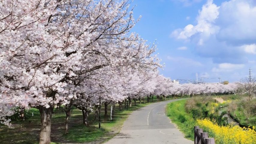 【柏市】ジモトミン推し！桜・お花見スポットまとめ（2026年版）