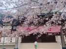 【流山市】ジモトミン推し！桜・お花見スポットまとめ（2026年版）