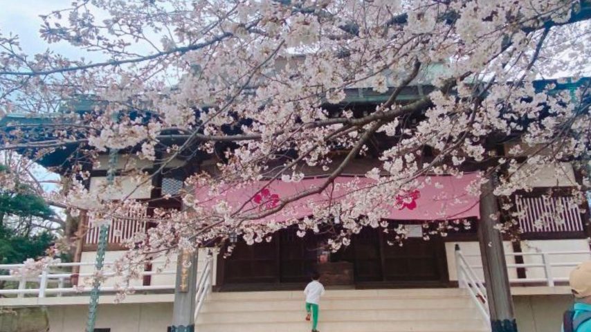 【流山市】ジモトミン推し!桜・お花見スポットまとめ(2026年版)